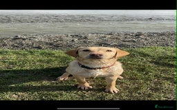 Labrador Retriever dogs for sale: golden lab for sale - Image 1