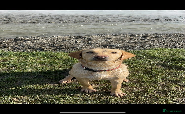 Labrador Retriever dogs - Advert 13