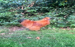 Chickens poultry for sale: Silkie cockerels - Image 2