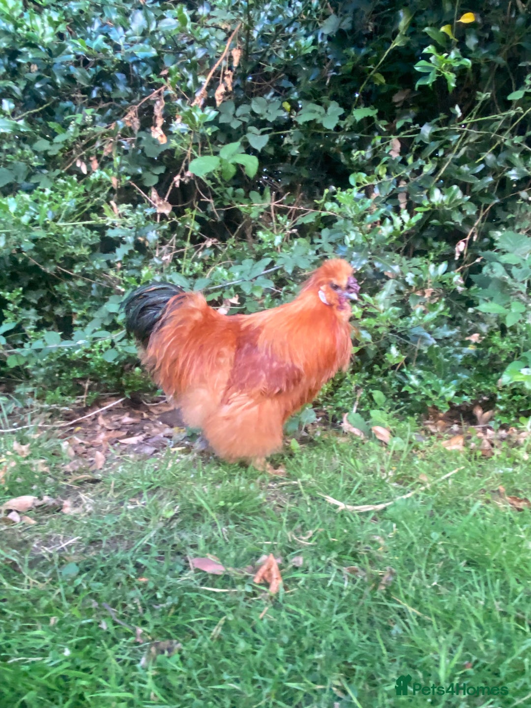 Chickens poultry for sale: Silkie cockerels - Image 2