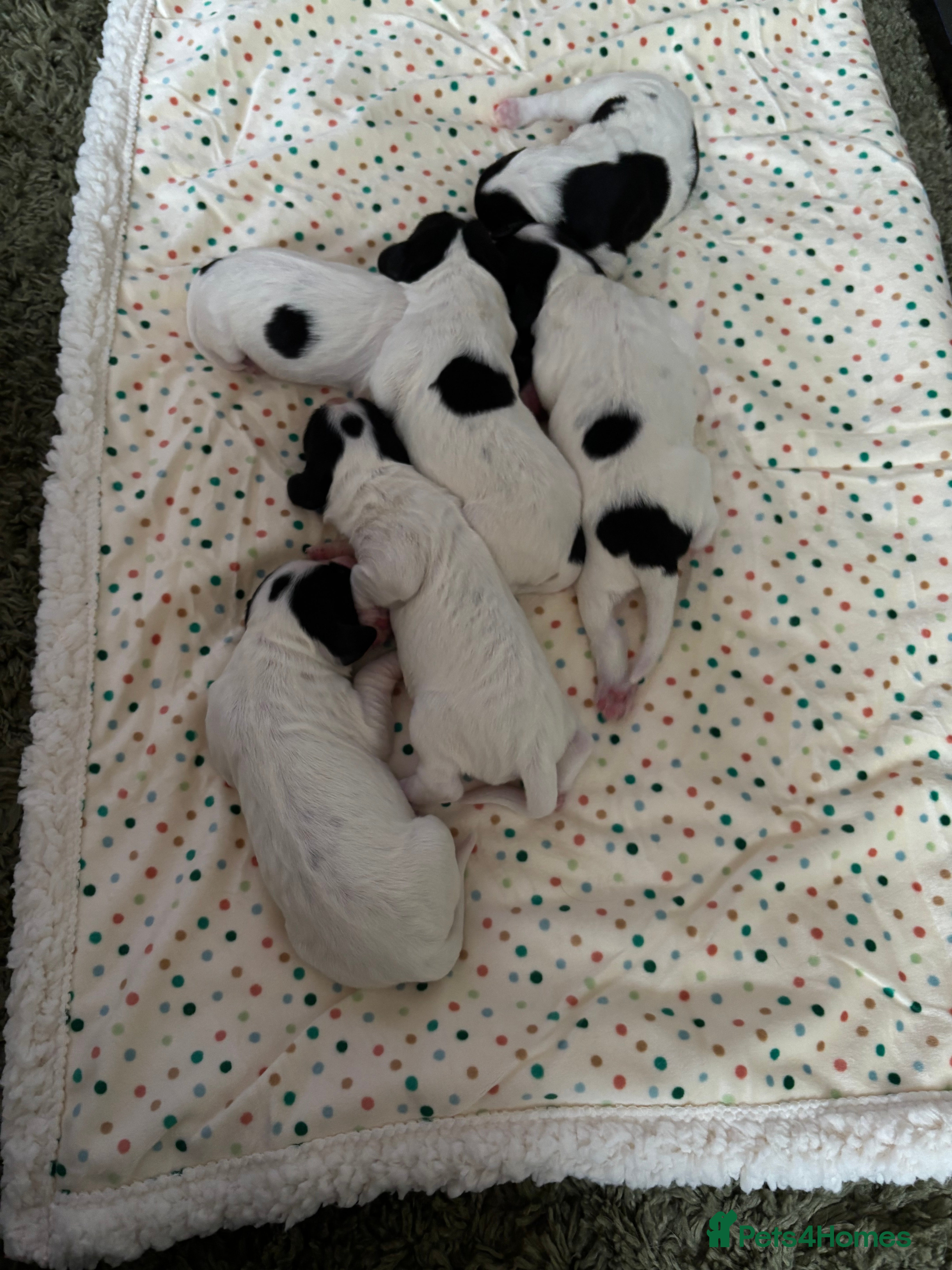 Cocker Spaniel dogs Working cocker spaniel puppies (White & Black) in Cardiff - Advert 6