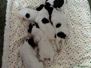 Cocker Spaniel dogs Working cocker spaniel puppies (White & Black) in Cardiff - Advert 6