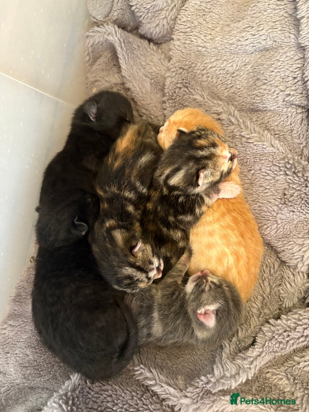 Mixed Breed cats for sale: Beautiful kittens ready soon ** - Image 9