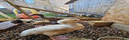 Ducks poultry for sale: 1 Muscovy ducks and 1 Indian runner duck - Advert 3