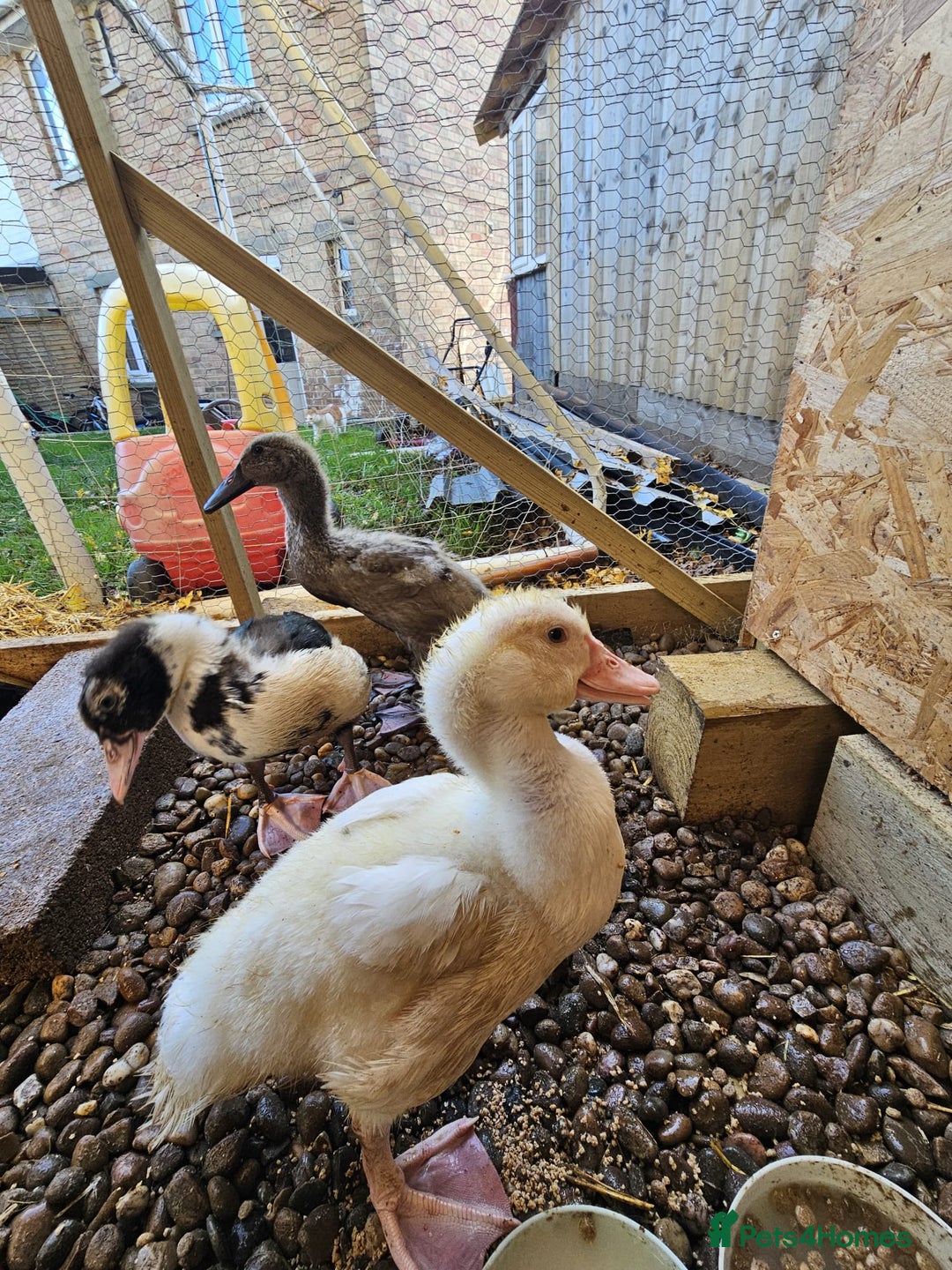 Ducks poultry for sale: 2 Muscovy ducks and 1 Indian runner duck - Advert 3
