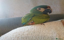 Macaws birds for sale: Illigers Macaw - Image 9
