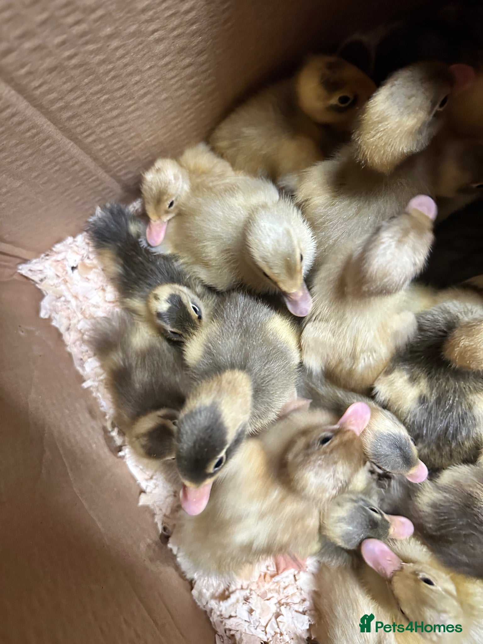 Ducks poultry Pure runner ducklings ducks  - Advert 12