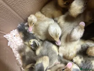 Ducks poultry Pure runner ducklings ducks - Advert 12