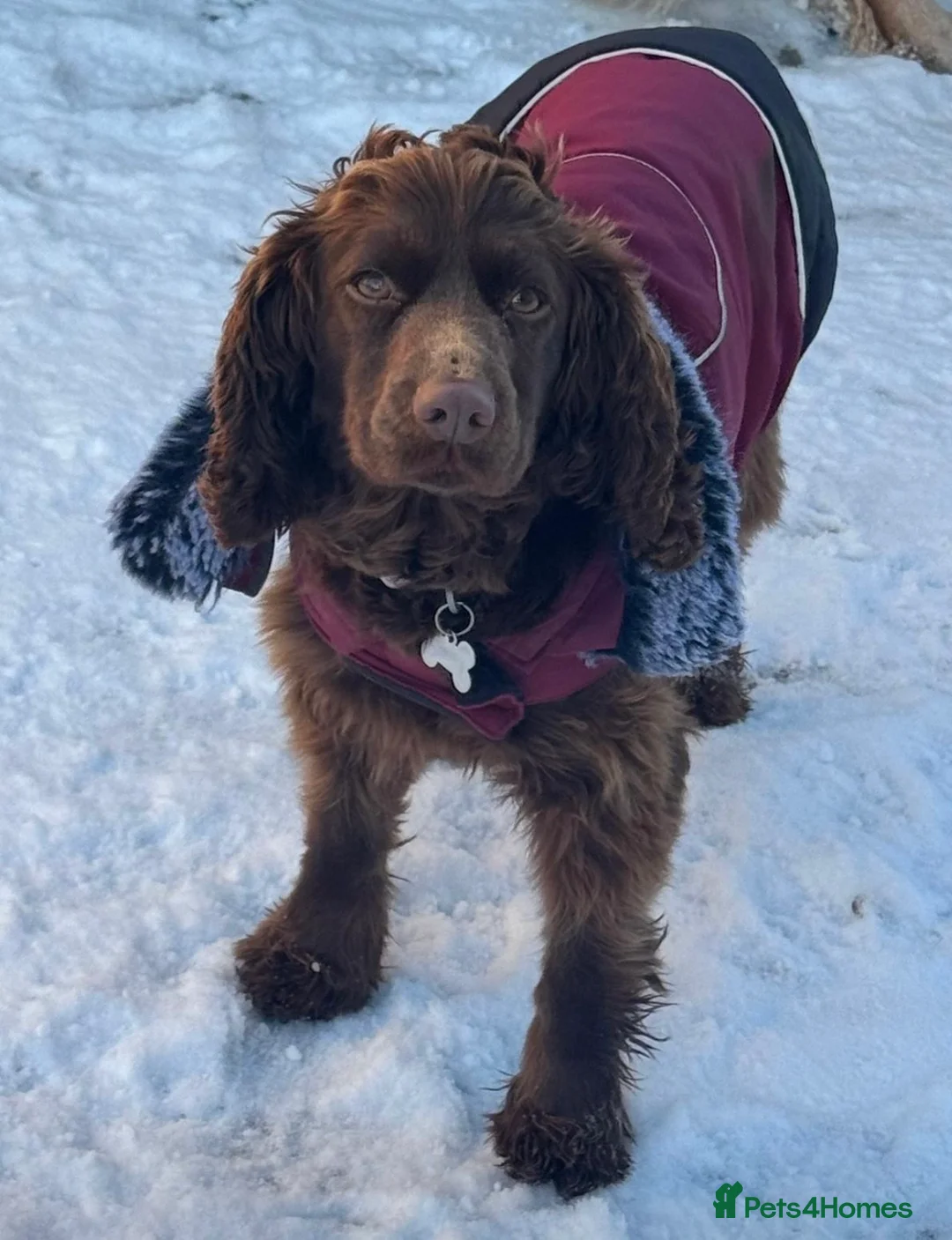 Cocker Spaniel dogs for sale: Kennel club registered  - Advert 6