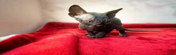 Sphynx cats for sale: Canadian sphynx kittens  - Advert 15