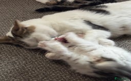 Mixed Breed cats for sale: Kittens  - Image 1
