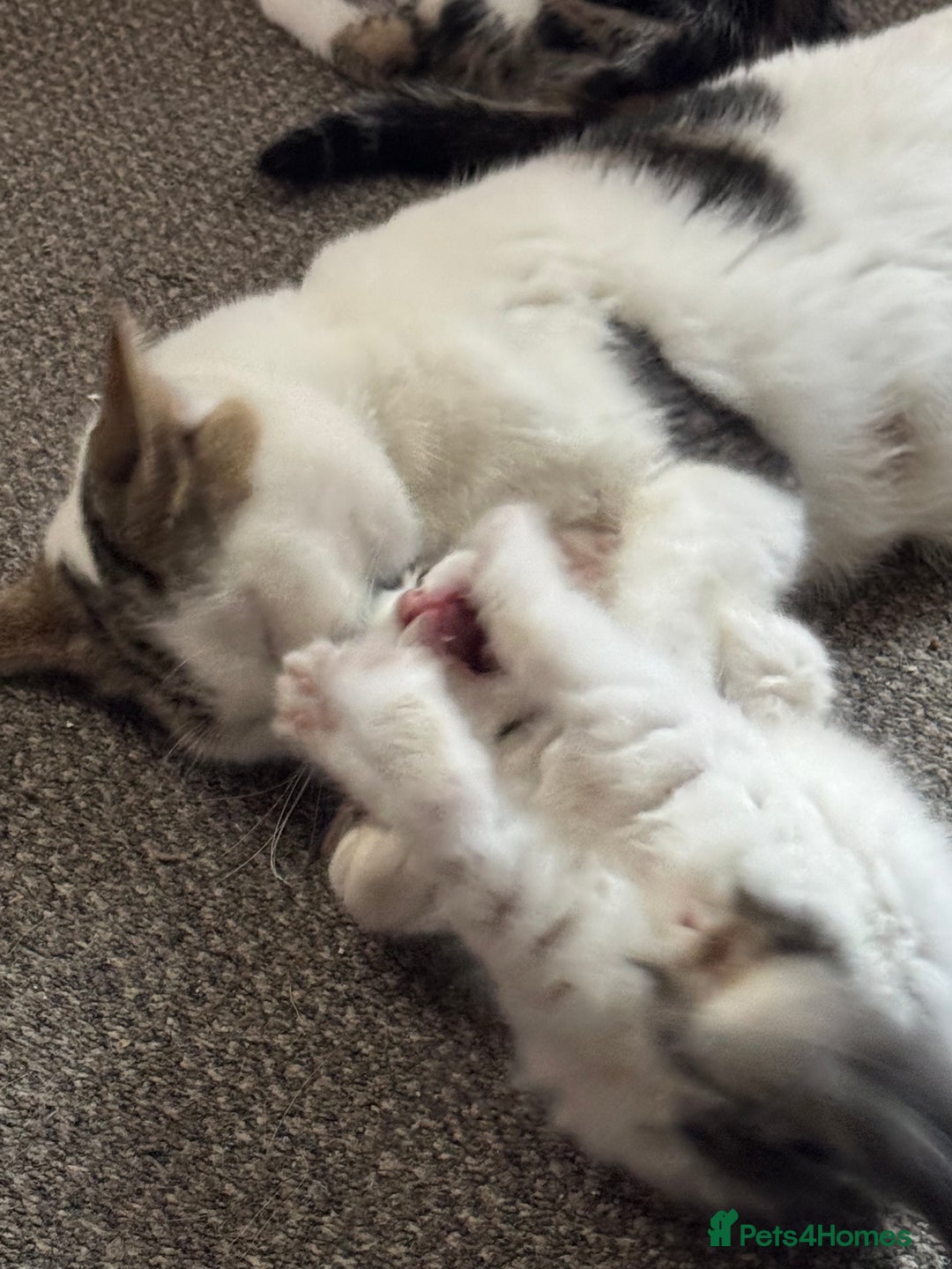 Mixed Breed cats for sale: Kittens  - Image 1
