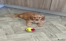Cavapoo dogs for stud: Health tested cavapoo stud - Image 7