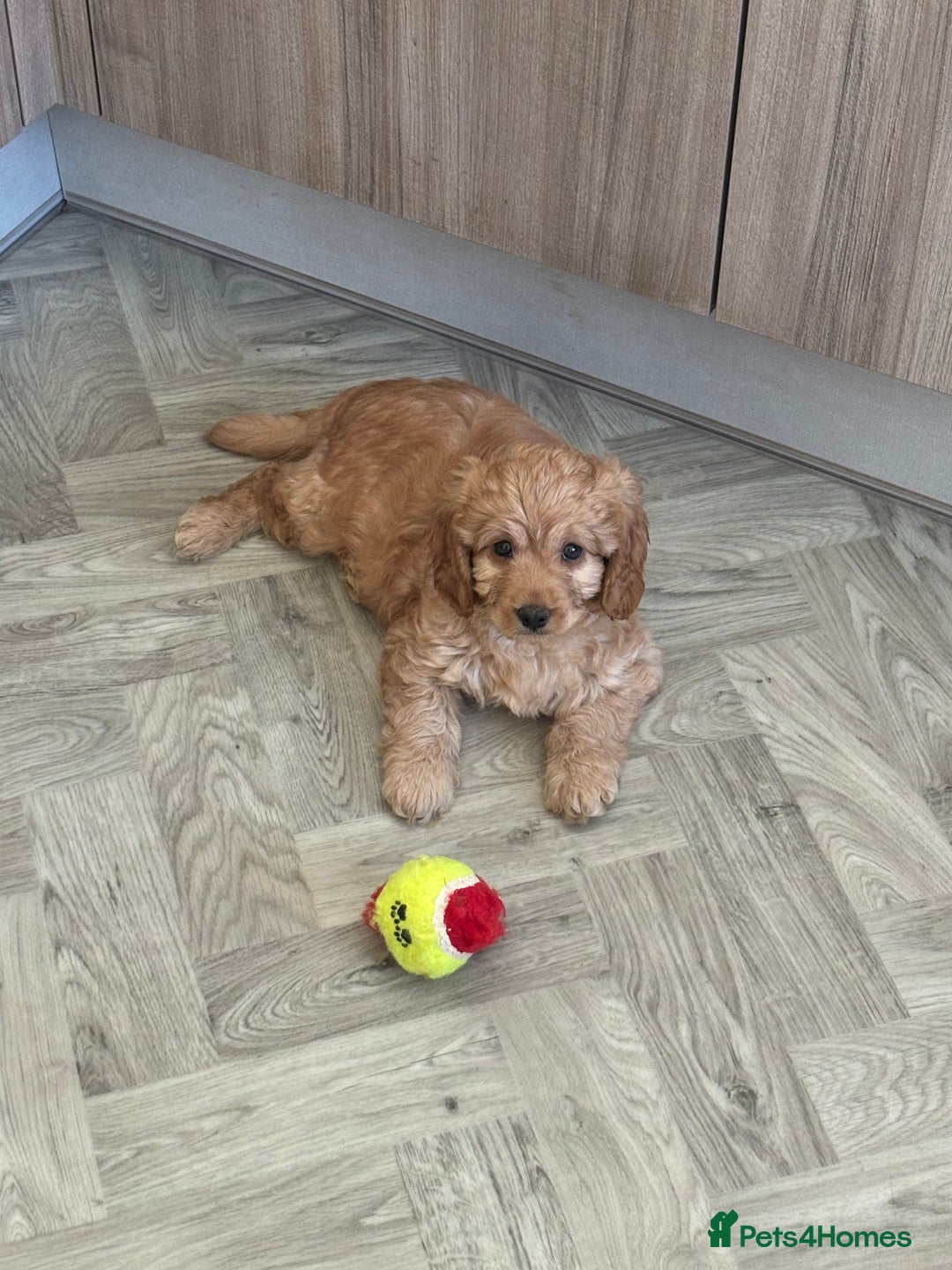 Cavapoo dogs for stud: Health tested cavapoo stud - Image 7