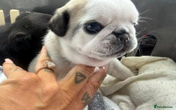 Pug dogs for sale: 2 pug puppies for sale - Image 9