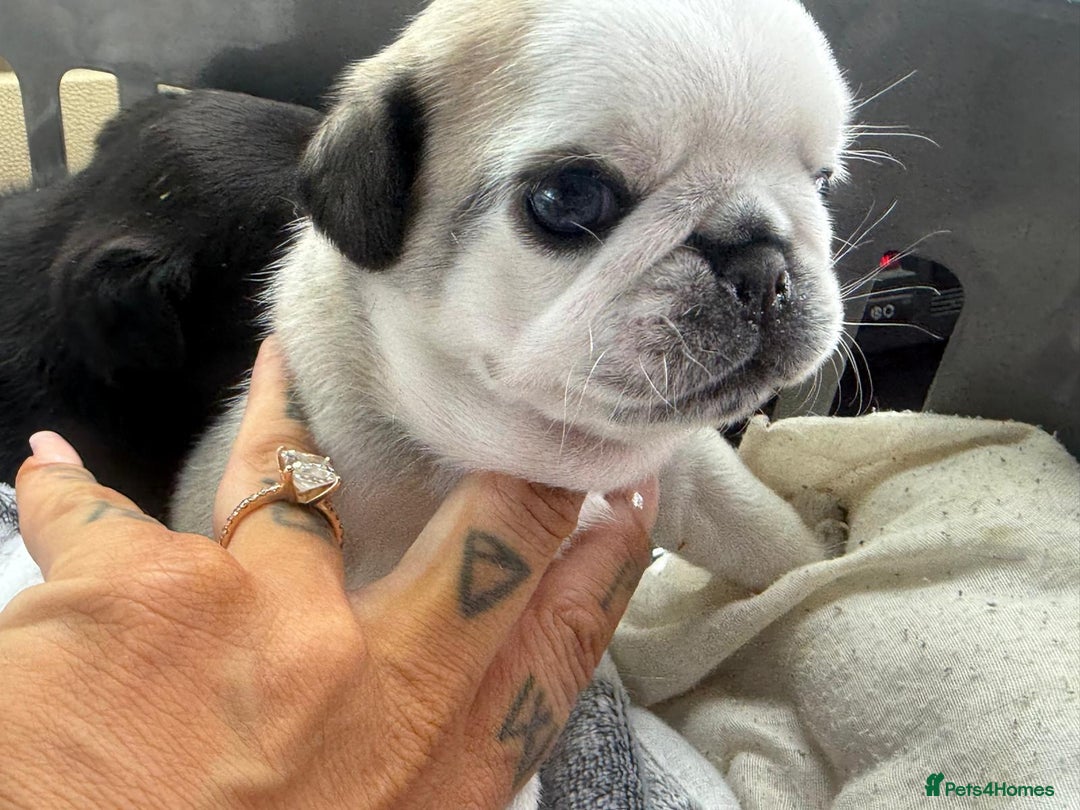 Pug dogs for sale: 2 pug puppies for sale - Image 9