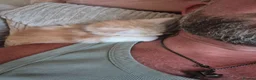 Maine Coon cats for sale: Maine coon baby floofs - Advert 2
