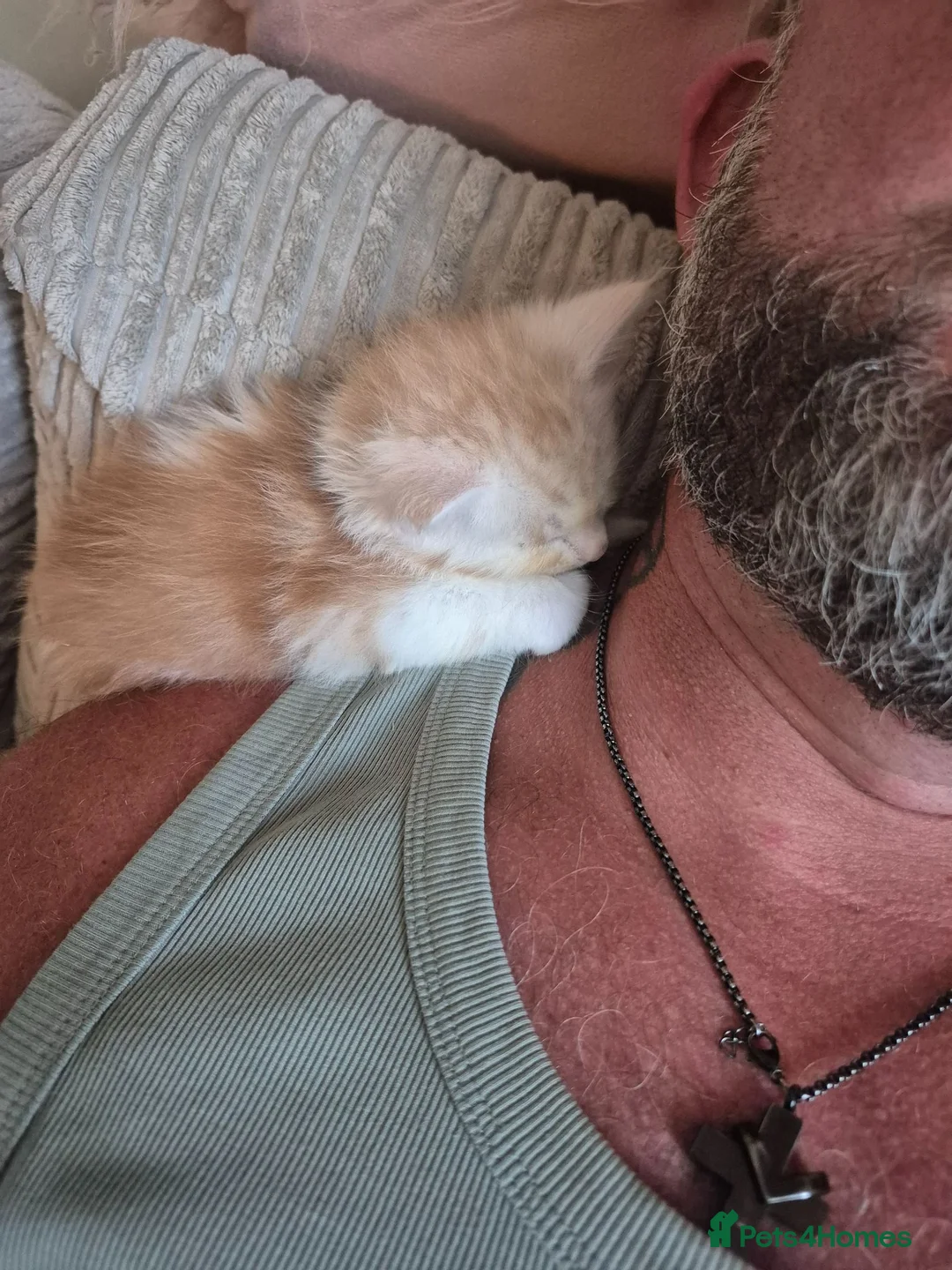 Maine Coon cats for sale: Maine coon baby floofs - Advert 2