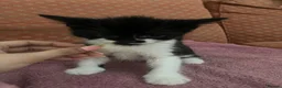 Mixed Breed cats for sale: Kittens ready  in Swansea - Advert 25