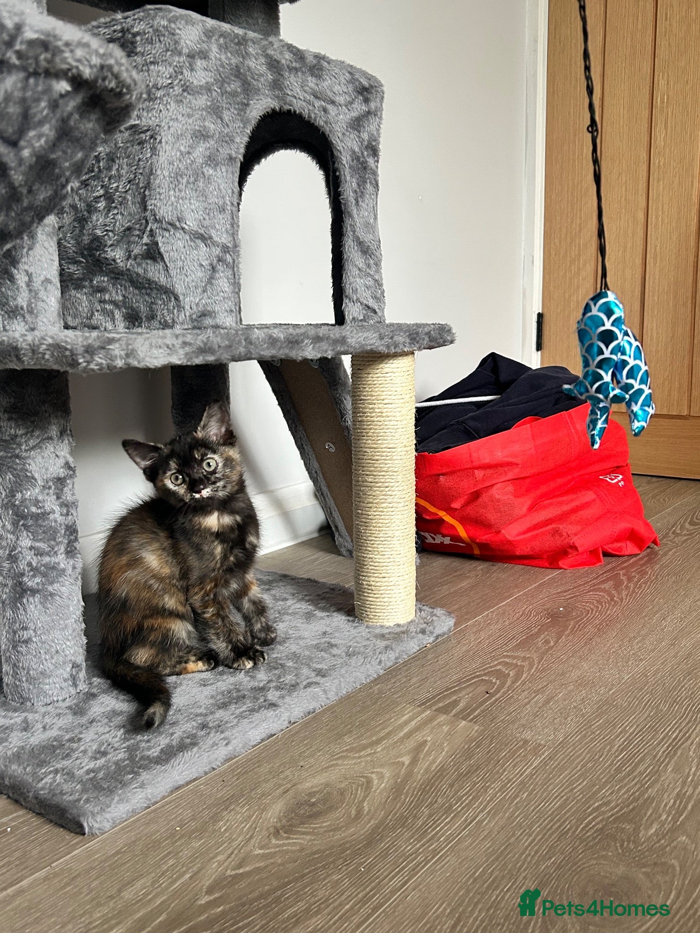 Ragdoll cats Ragdoll cross GIRL READY TO GO 🩷🩷 - Advert 1