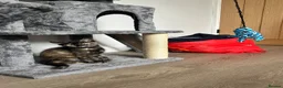 Ragdoll cats for sale: Ragdoll cross GIRL READY TO GO 🩷🩷 in Bromley - Advert 1