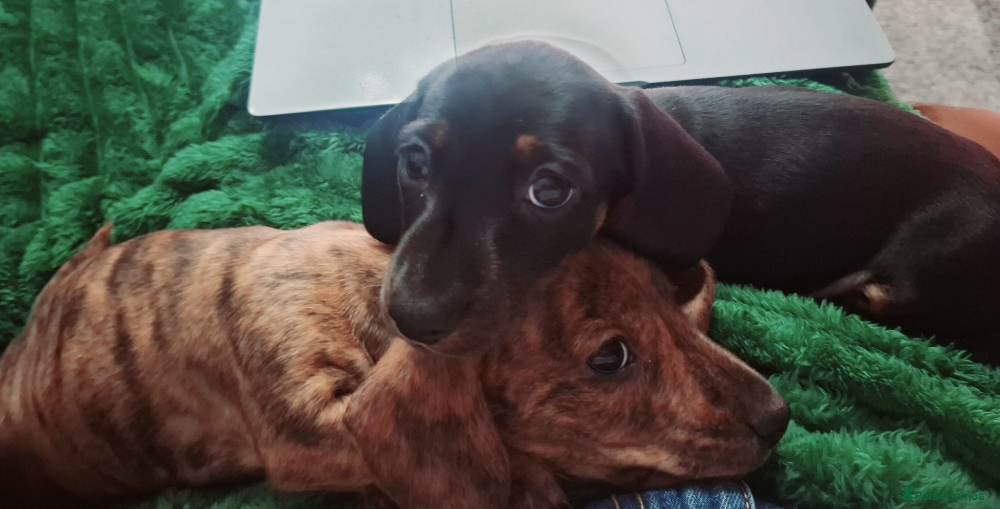 Miniature Dachshund dogs KC Mini Dachshund Pups - 2 available.2 reserved  - Advert 3