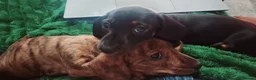 Miniature Dachshund dogs for sale: KC Mini Dachshund Pups - 1 available.3 reserved  - Advert 2