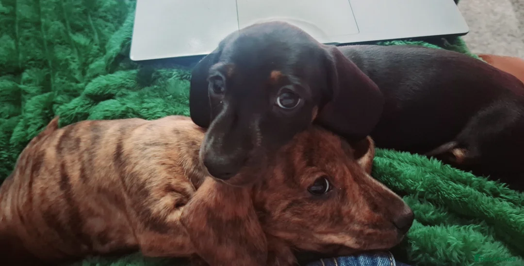 Miniature Dachshund dogs for sale: KC Mini Dachshund Pups - 1 available.3 reserved  - Advert 2