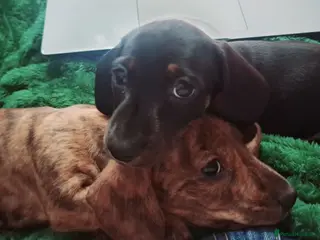 Miniature Dachshund dogs KC Mini Dachshund Pups - 2 available.2 reserved - Advert 3