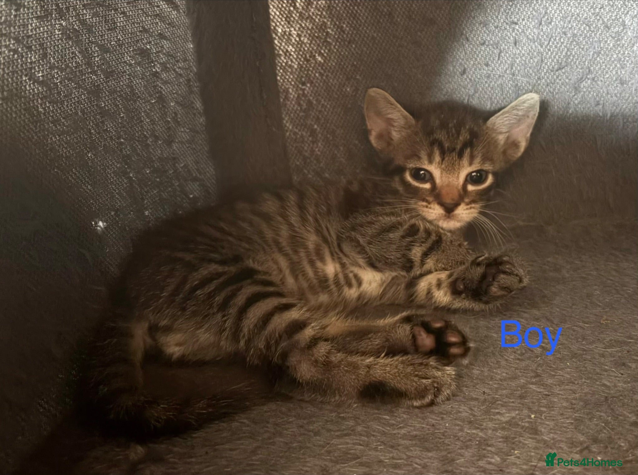 Mixed Breed cats 4 beautiful kittens for sale  - Advert 1