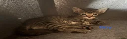 Mixed Breed cats for sale: 4 beautiful kittens for sale  - Advert 1