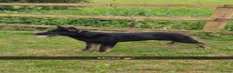 German Shepherd dogs for sale: Elite DDR / Czech Working Line GSD Pups - Advert 4