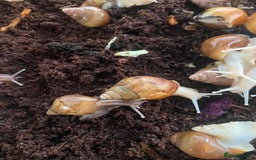 Snails invertebrates for sale: Beautiful Variety of African Land Snails  - Image 1