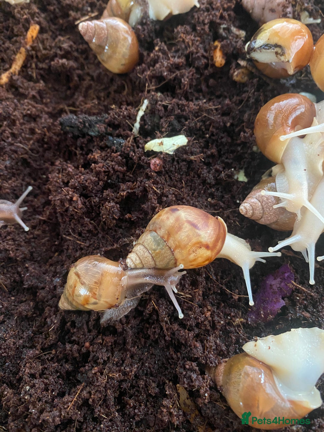 Snails invertebrates for sale: Beautiful Variety of African Land Snails  - Image 1