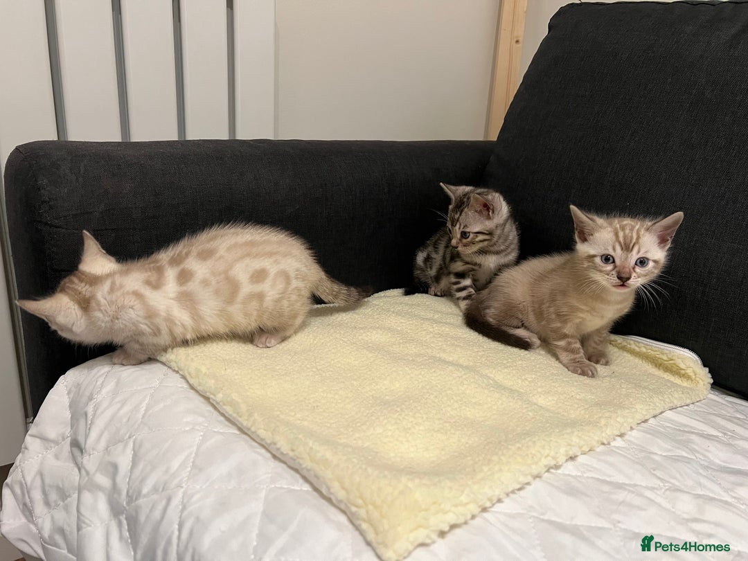 Bengal cats for sale: 🐾 TICA Registered Bengal Kittens  - Advert 11