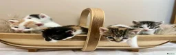 Domestic Shorthair cats for sale: Child friendly kittens in Langport - Advert 12