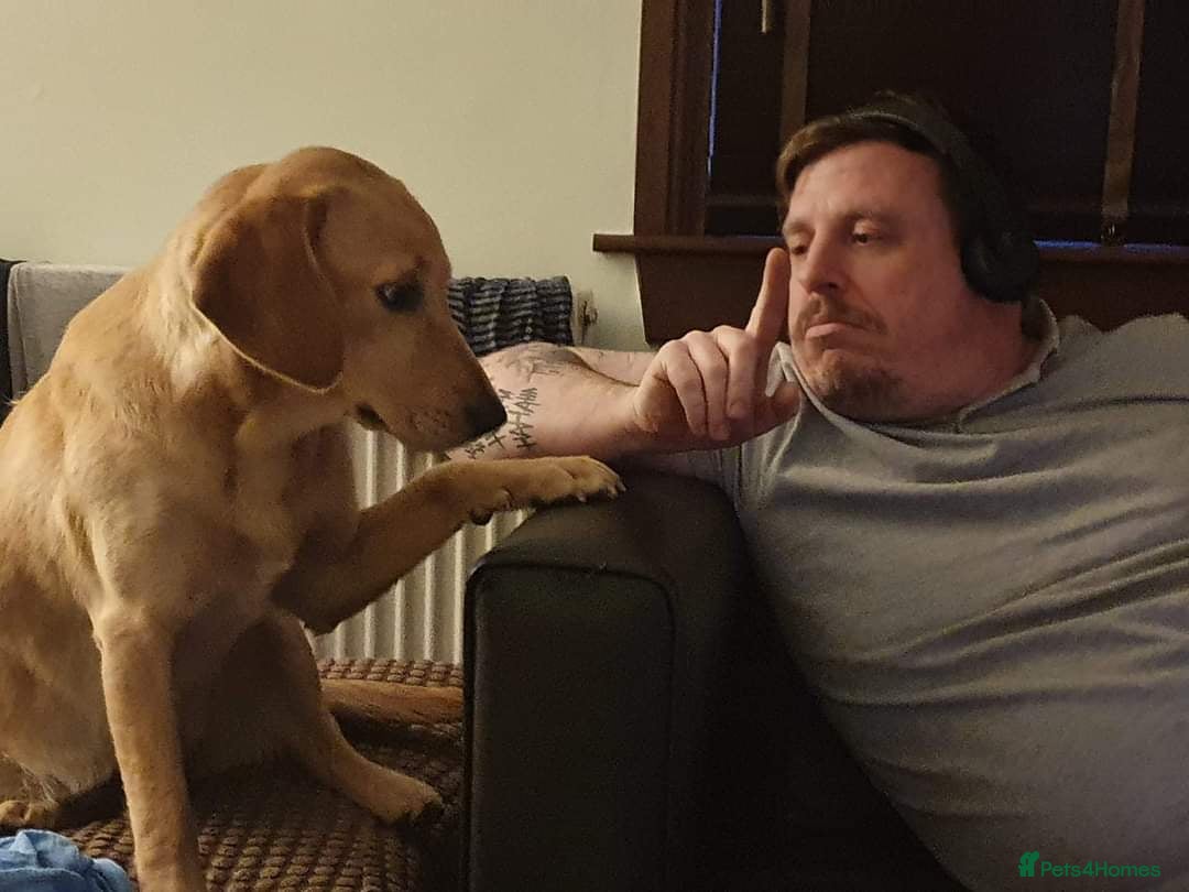 Goldador dogs for sale: Labrador X - Rehoming Request - Advert 10