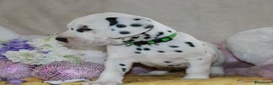 Dalmatian Puppy 1