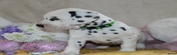 Dalmatian dogs for sale: Top quality Dalmatian puppies - Advert 18
