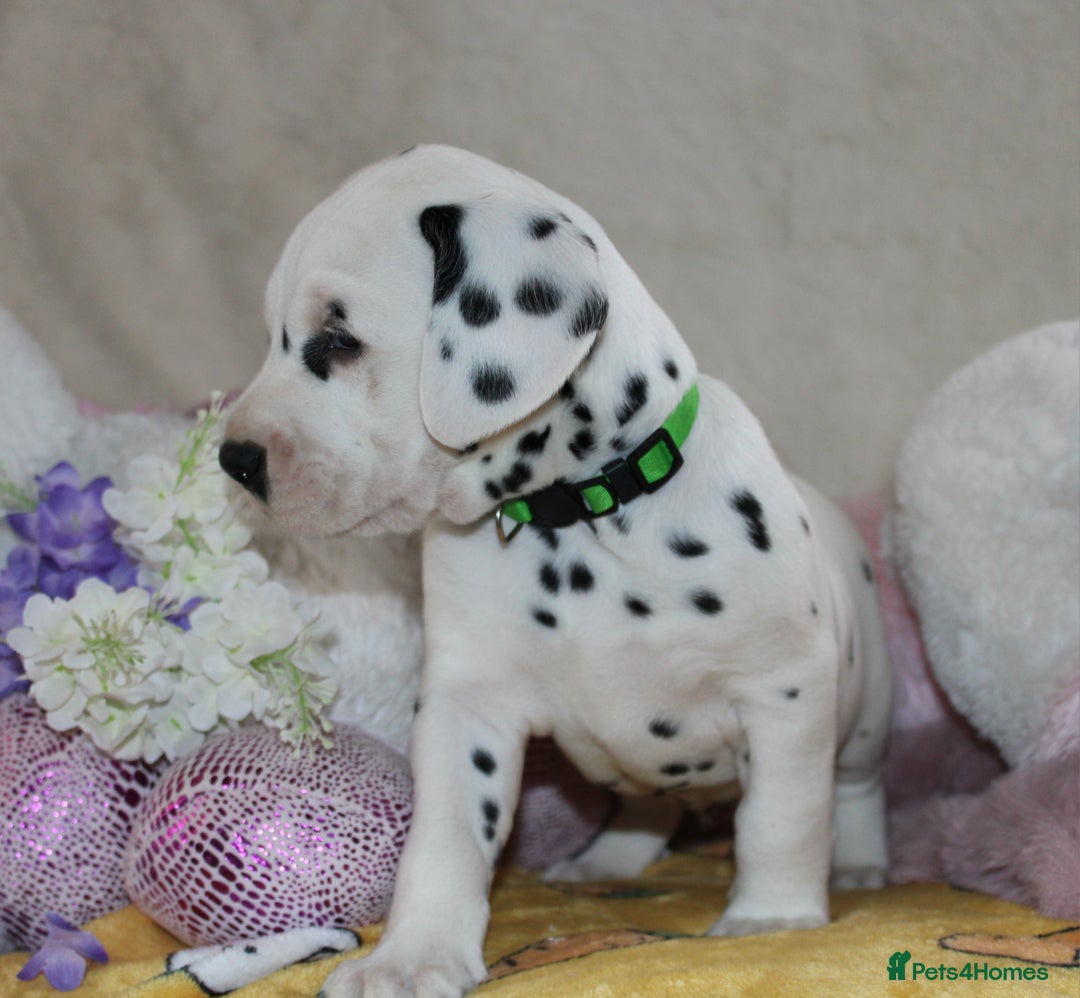 Dalmatian dogs for sale: Top quality Dalmatian puppies - Advert 18