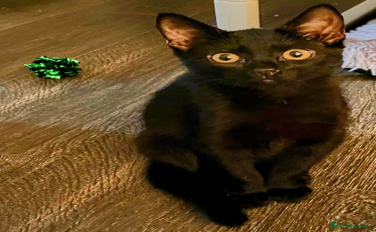 Bombay cats - Advert 4