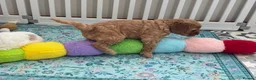 Australian Labradoodle dogs for sale: Stunning Australian Labradoodle Pups - Advert 16