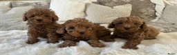 Toy Poodle dogs for stud: ✨ TINY TOY ✨ 2.5Kg✨KC ✨HEALTH TESTED ✨ - Advert 3