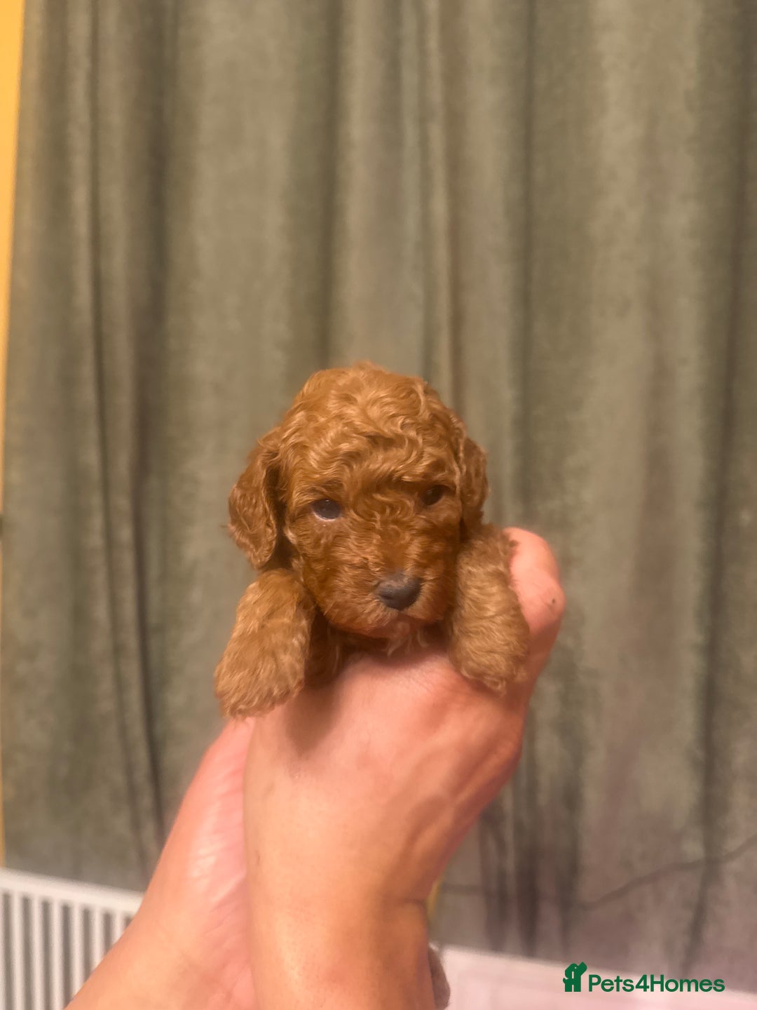Cavapoo dogs for sale: F1b Cavapoo extensively health tested mum&dad  - Advert 17