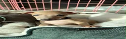 Italian Greyhound dogs for sale: Pedigree Italian Greyhound Puppies *Bred by Vets* in Abingdon - Advert 6