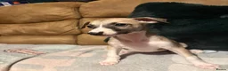 Whippet dogs for sale: Stunning Whippet Puppies 1 Girl & 6 Boys - Advert 13