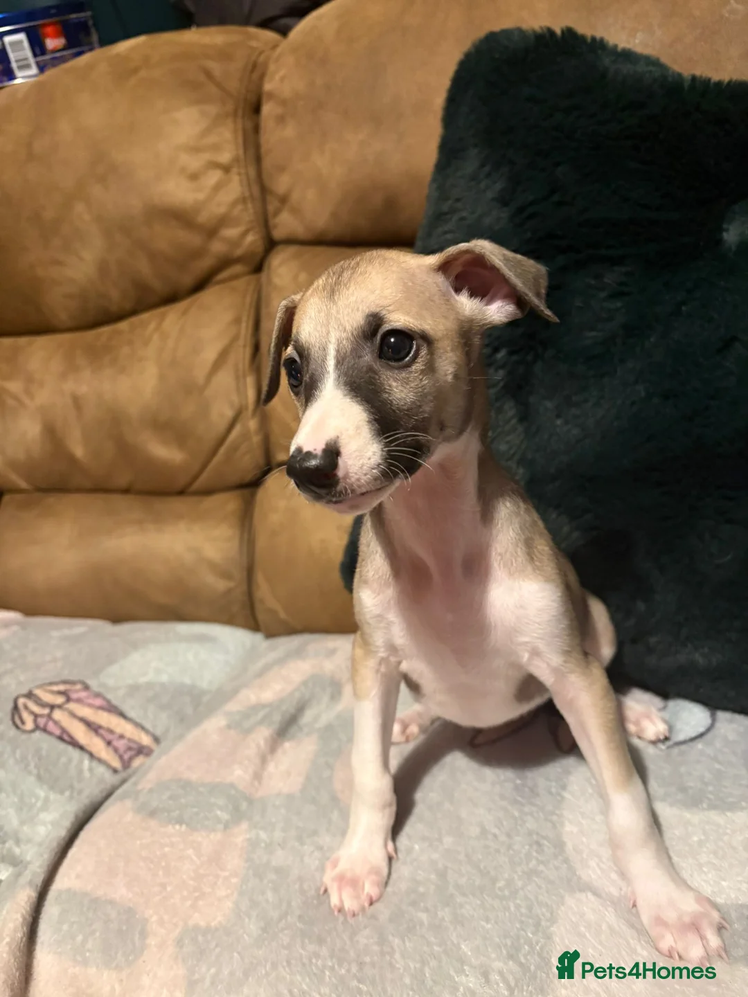 Whippet dogs for sale: Stunning Whippet Puppies 1 Girl & 6 Boys - Advert 13