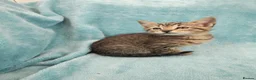 Mixed Breed cats for sale: 8 WEEKS OLD FLUFFY Kittens VIDEOS - Advert 17