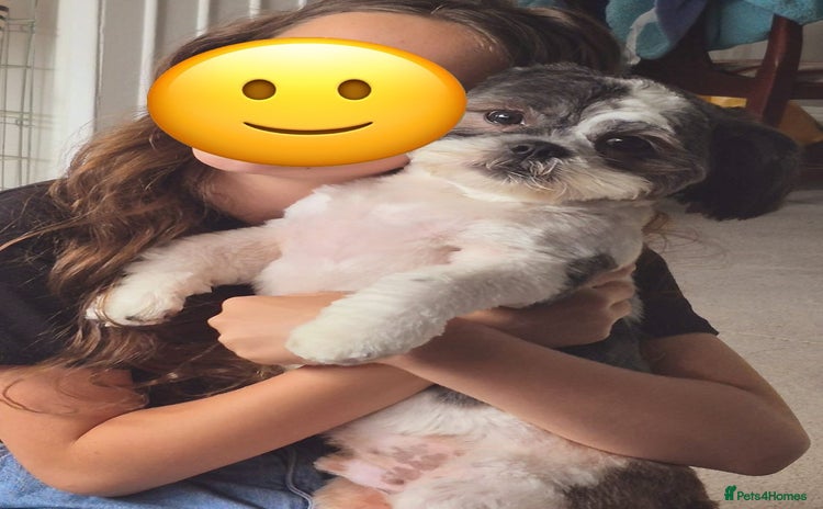 Shih Tzu dogs - Advert 1