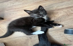 Mixed Breed cats for sale: GORGEOUS BOYS NEEDING HOMES - Image 2
